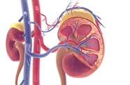 Too Many Donor Kidneys Are Discarded In U S Before Transplantation 